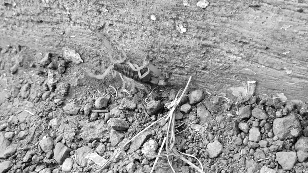 Presencia. En la capital del estado los asentamientos con mayor presencia de alacranes son: la Zona Centro, el Barrio de Tierra Blanca, el Barrio de Analco, el Cerro de los Remedios y zonas aledañas.