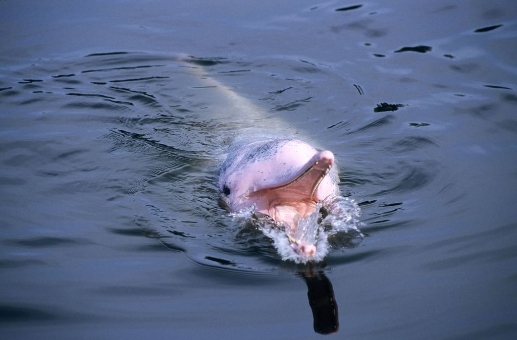  Informaron que usaron algoritmos de aprendizaje profundo.