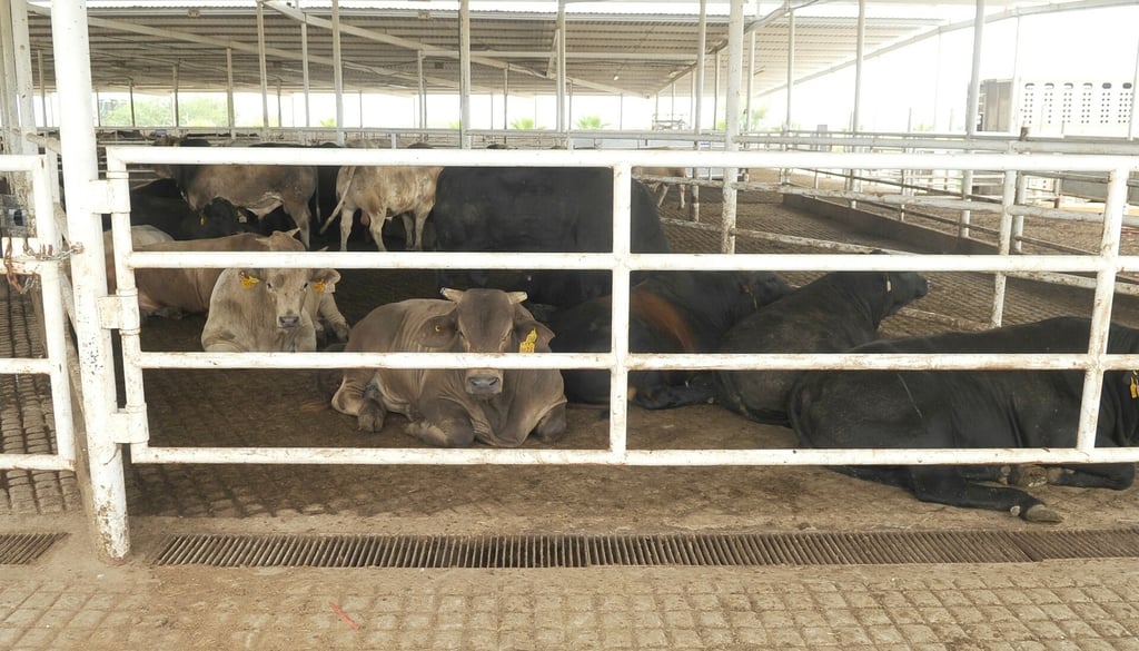 Durango exportó 99 mil bovinos en pie en el primer semestre de 2023