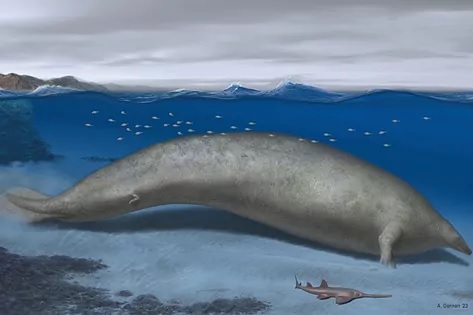 Bautizado como P. colossus, el animal se ha modelado a partir de un esqueleto parcial. (Ilustración del Perucetus ColossusALBERTO GENNARIAFP|NATURE).