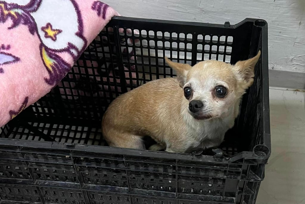 Buscan a dueña de un perrito chihuahua extraviado en Durango