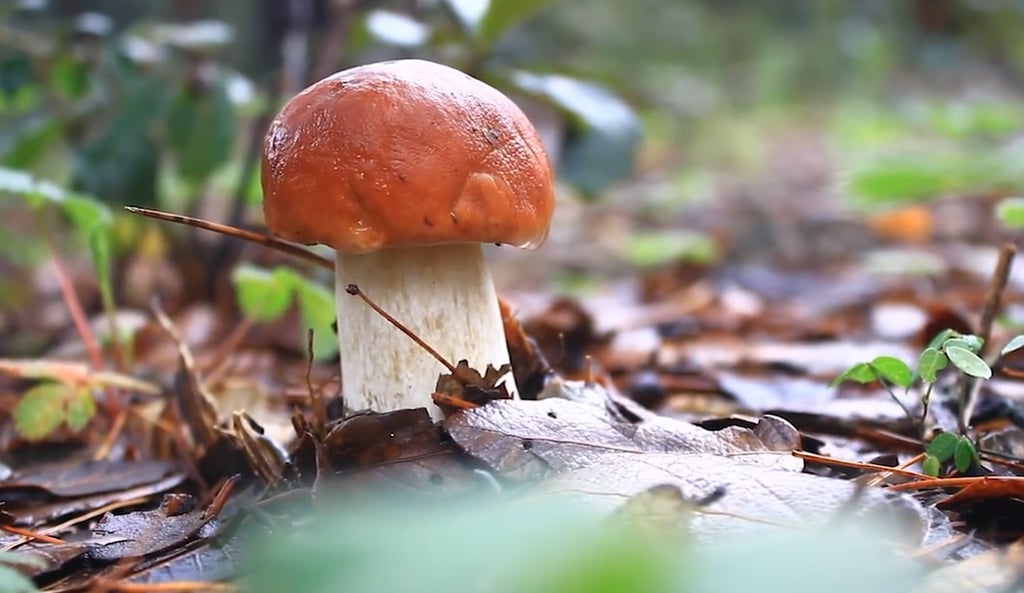 Inicia este viernes la sexta Feria del Hongo en Pueblo Nuevo