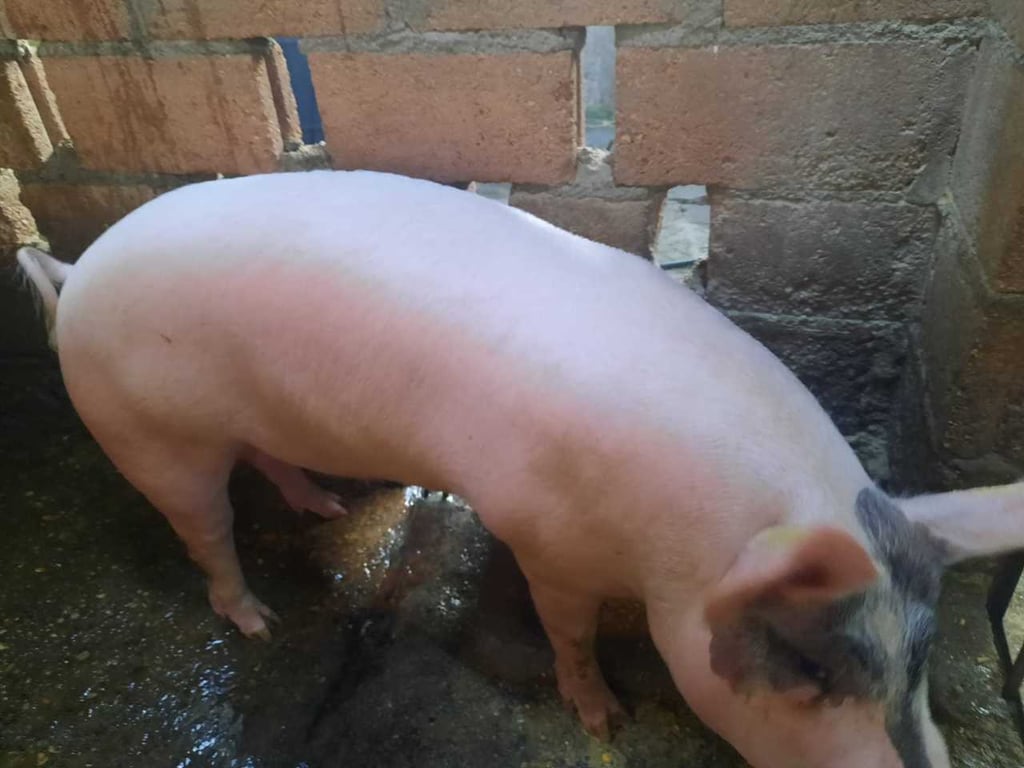 General. La población de ganado porcino a nivel nacional es de 19 millones 225 mil 998 animales.