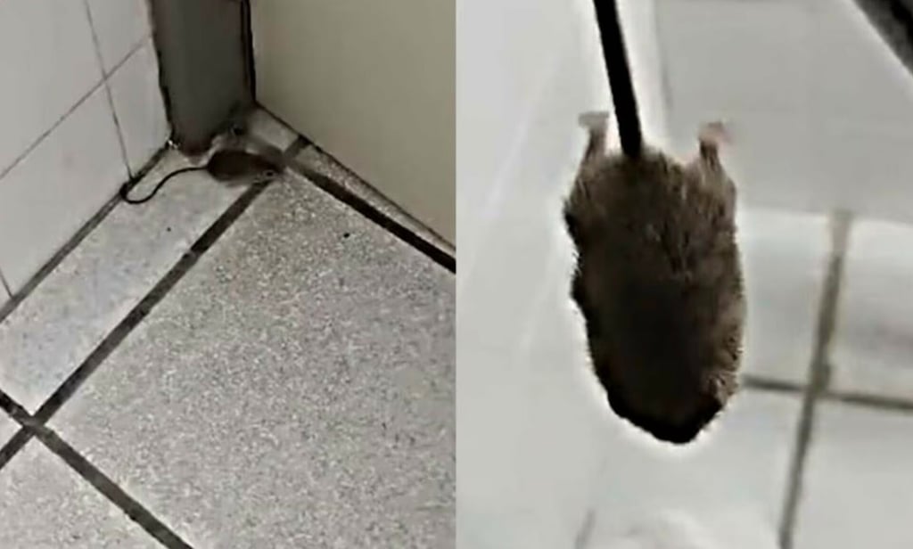 VIDEO: Enfermera capta ratón en hospital del ISSSTE de Baja California Sur y la despiden