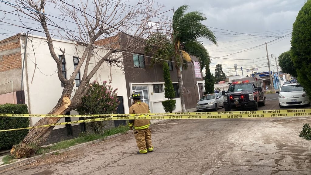 Atención. Fueron cinco árboles los derribados por las fuertes rachas de viento que se registraron ayer por la tarde.