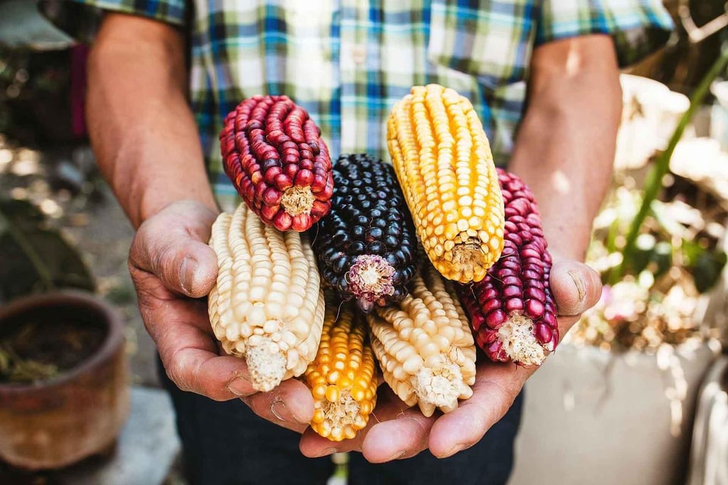 Cada vez son más los chefs que emplean en sus platillos este tipo de maíz sembrado en México.