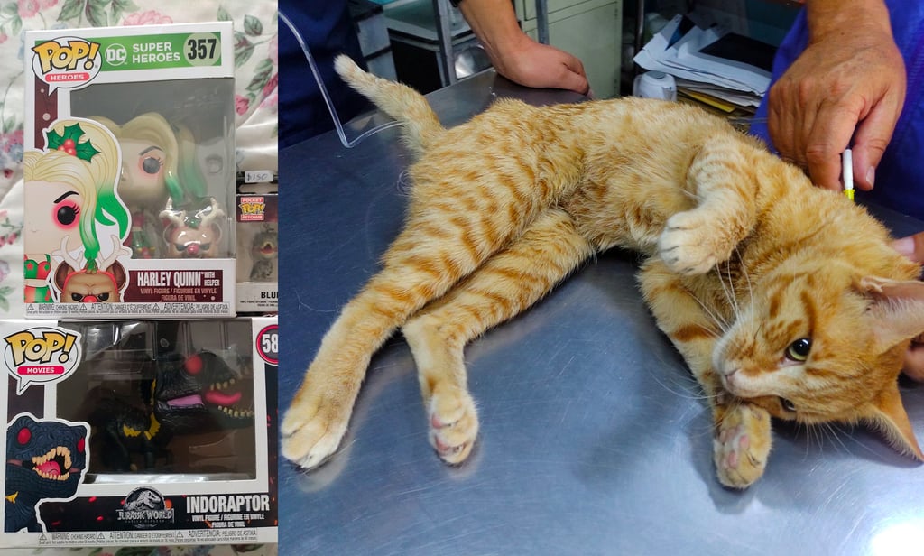 Joven duranguense vende su colección de juguetes para costear el tratamiento de su gato