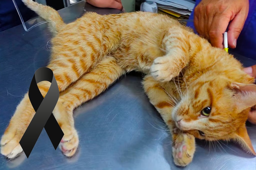 Falleció 'Wero', el gato por quien un joven duranguense vendía sus juguetes