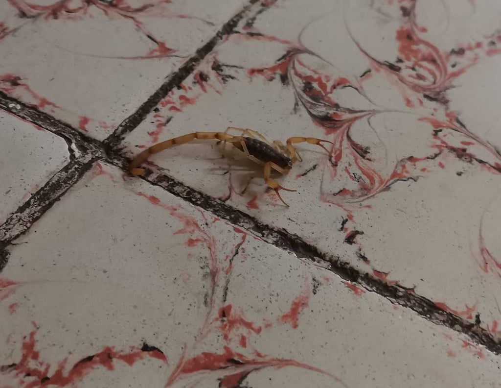 Riesgo. En la ciudad de Durango, los lugares con más alacranes son: la Zona Centro, Tierra Blanca y Analco.