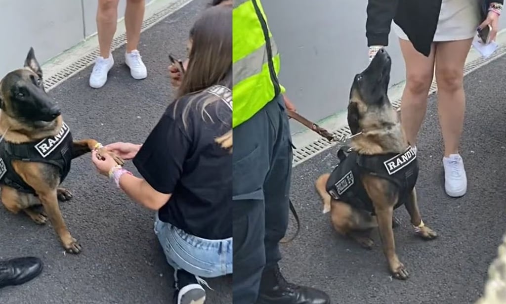 VIDEO: Perrito policía recibe 'friendship bracelets' y roba corazones en concierto de Taylor Swift