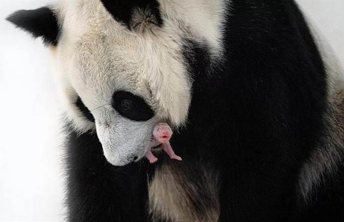 Se considera que los osos pandas están listos para procrear entre los ocho y los diez años de edad. (EFE)