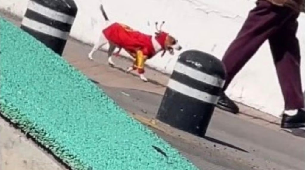 VIDEO: Perrito con atuendo del Chapulín Colorado roba miradas en TikTok