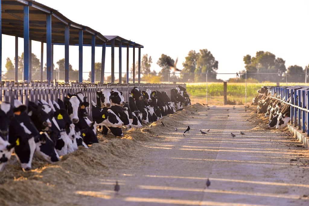 Estable, producción de leche local