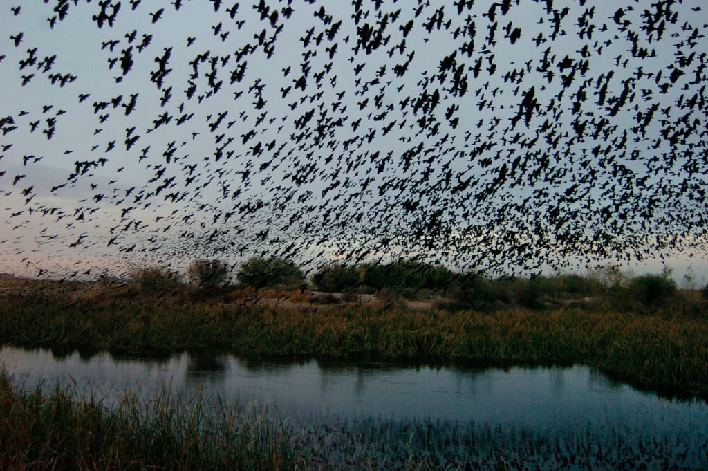 Un próximo paso será utilizar este trabajo para avanzar en el conocimiento de cuántas especies quedan por descubrir en el planeta. (EL SIGLO COAHUILA)