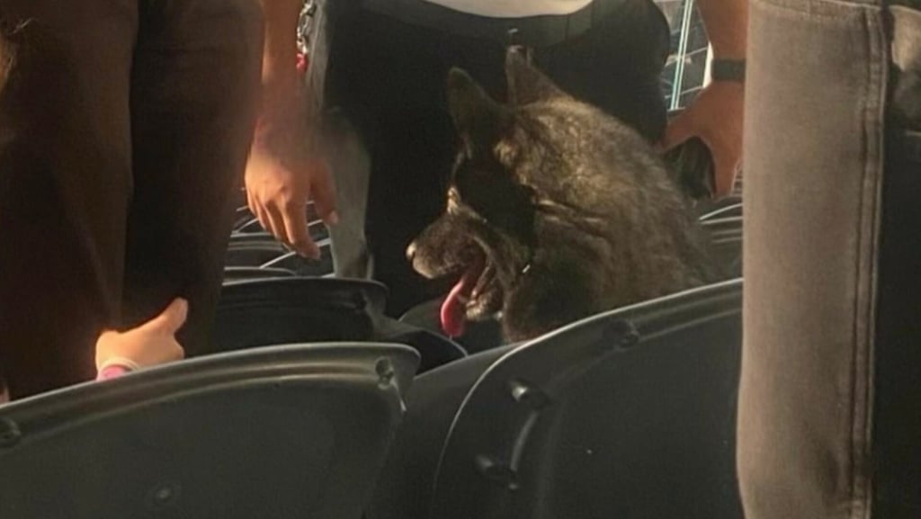 'Master of Puppies': Perro se escapa de su casa y termina disfrutando concierto de Metallica