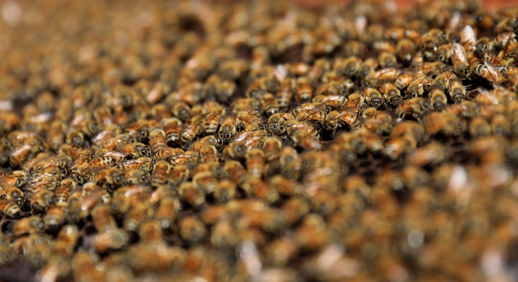 En Durango hay casi 19 mil colmenas de abejas