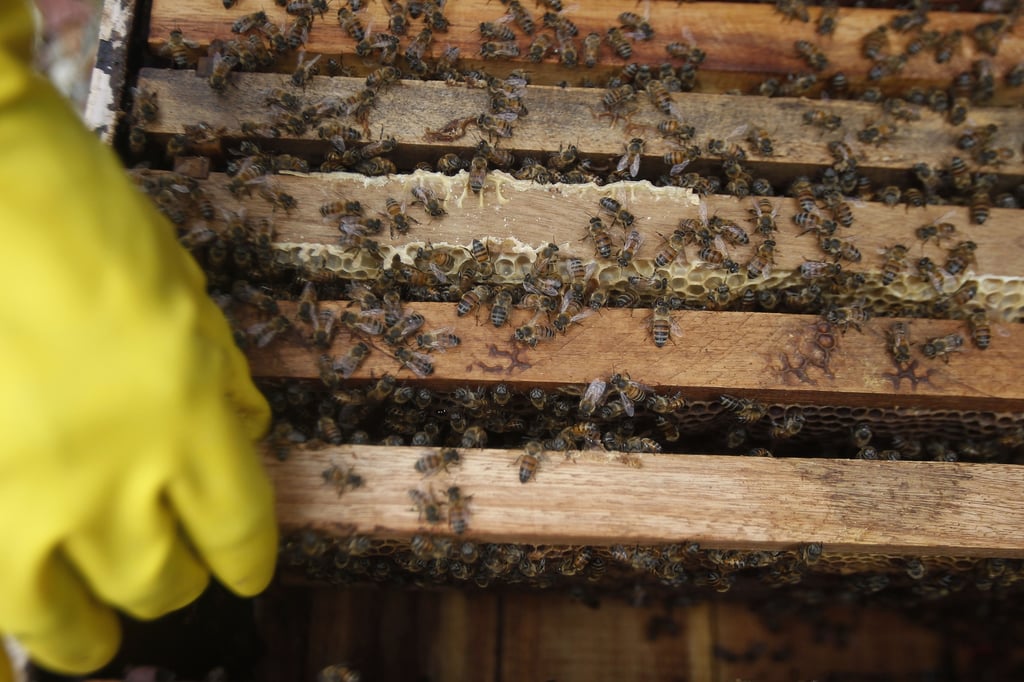 Durango reporta 170 toneladas de miel en lo que va del año