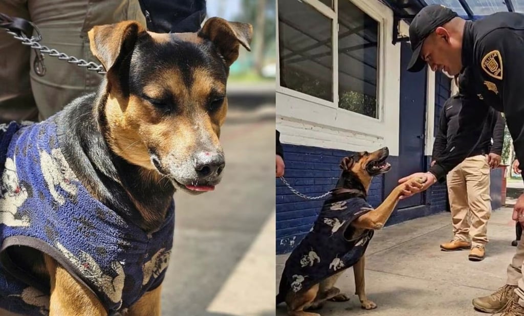 VIDEO: Rescatan a 'Cadete', perrito de la calle que se robó la atención en el Desfile Militar