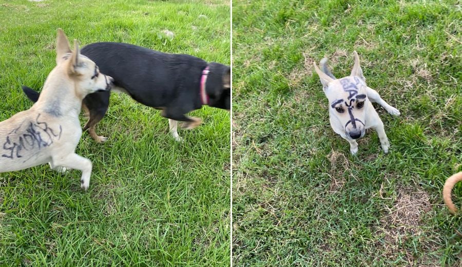 Encuentran en Parque Guadiana a perrito ‘pintarrajeado’; buscan a responsables