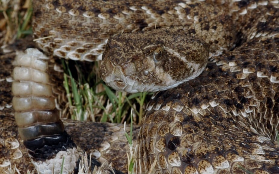 Van 35 atendidos por mordedura de serpiente en Durango