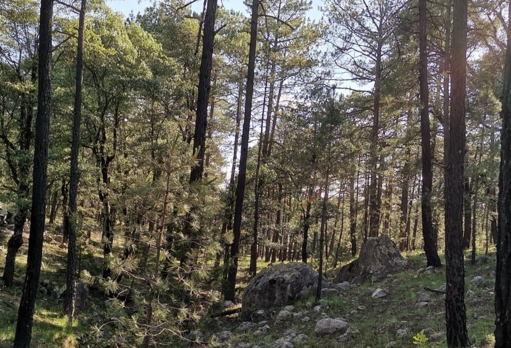 Plagas afectan a 4 mil hectáreas de bosques en Durango