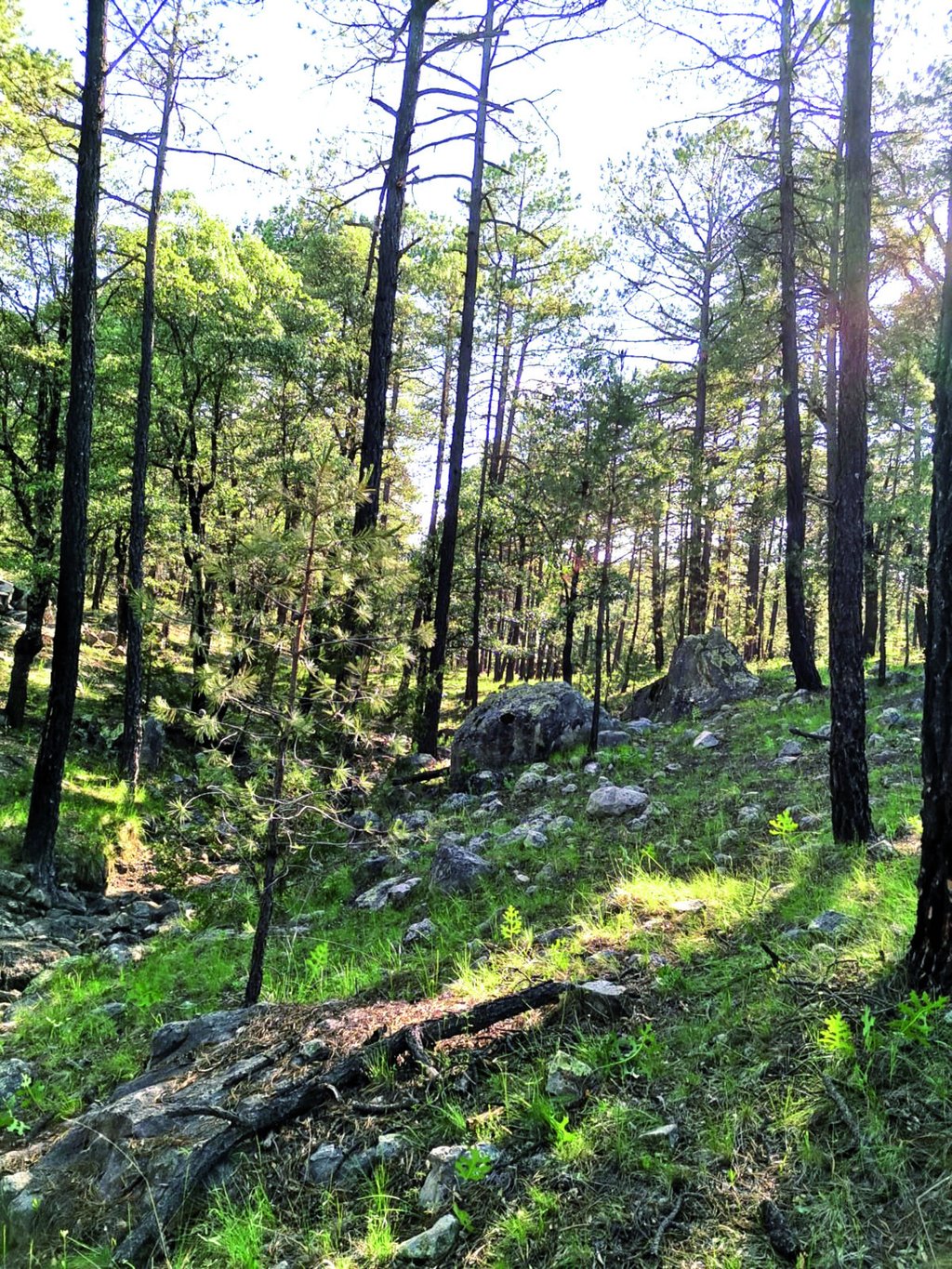 Daño. Son alrededor de cuatro mil las hectáreas afectadas por las plagas en este 2023, una cifra un poco superior a la de 2022 en esta misma temporada, que era de tres mil 400 hectáreas.