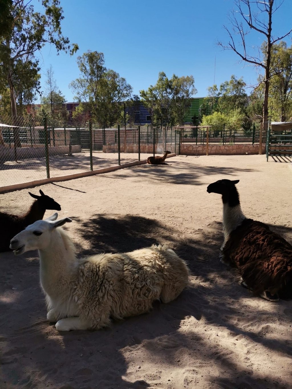 Atención. Trabajan en consolidar al Zoológico Sahuatoba en un centro de rescate para la vida silvestre y un centro de conservación para especies nativas.