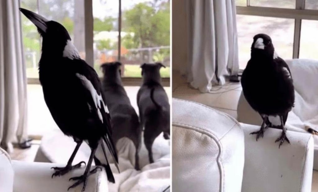 VIDEO: Cuervo imita el ladrido de los perros y se hace viral