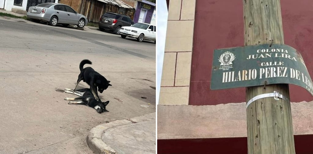 Perro se rehúsa a abandonar a su compañero atropellado, piden ayuda a la ciudadanía