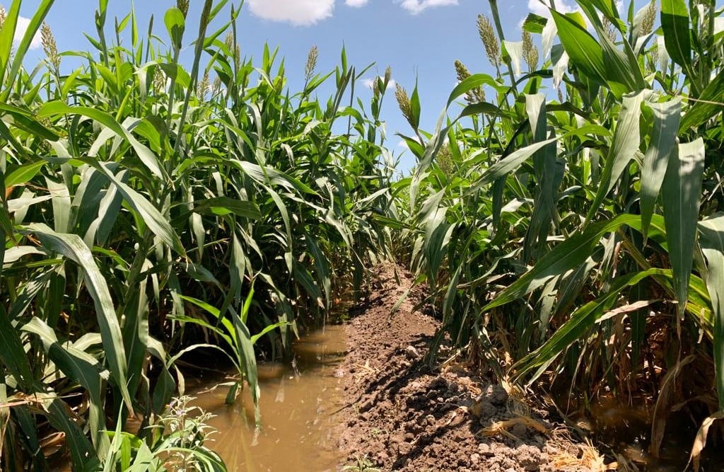 Son más de 70 especies agrícolas que se siembran en Durango