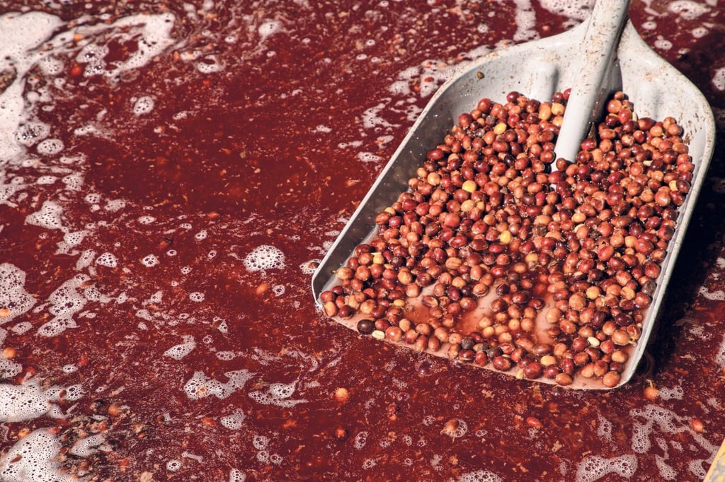 Hoy volvemos a lo que los antepasados hacían: reducir el consumo de agua al procesar el café.