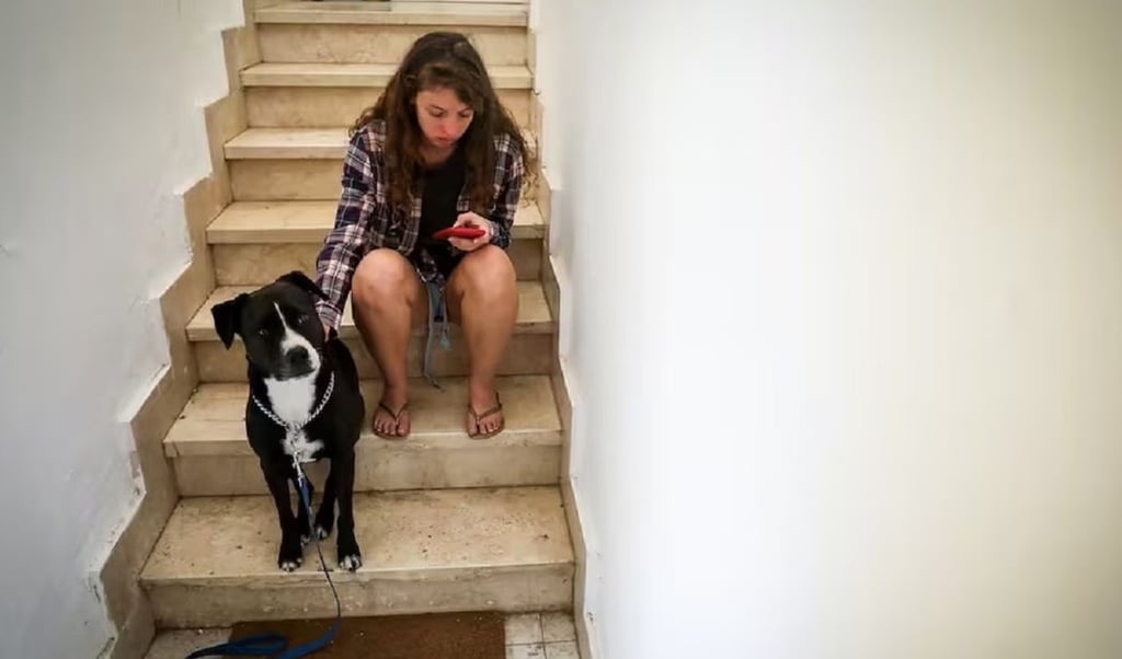 Mascotas: las otras víctimas que ha dejado la guerra entre Israel y Hamás