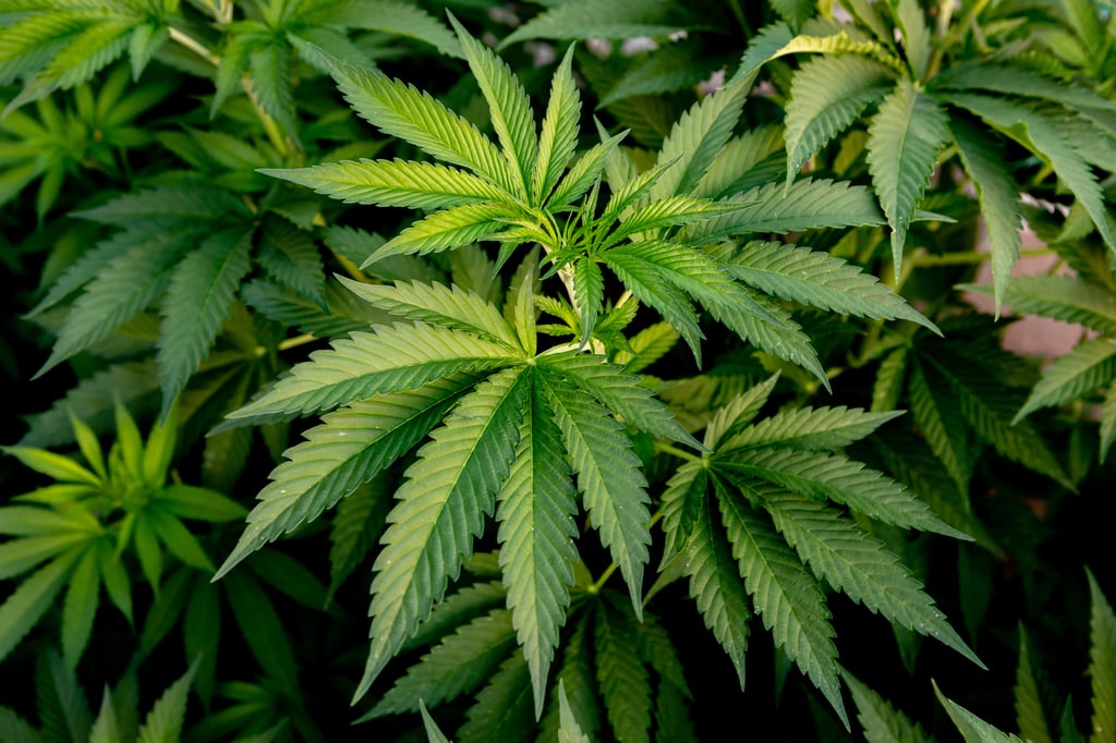 Un estudio en España alerta de los riesgos del cannabis sintético