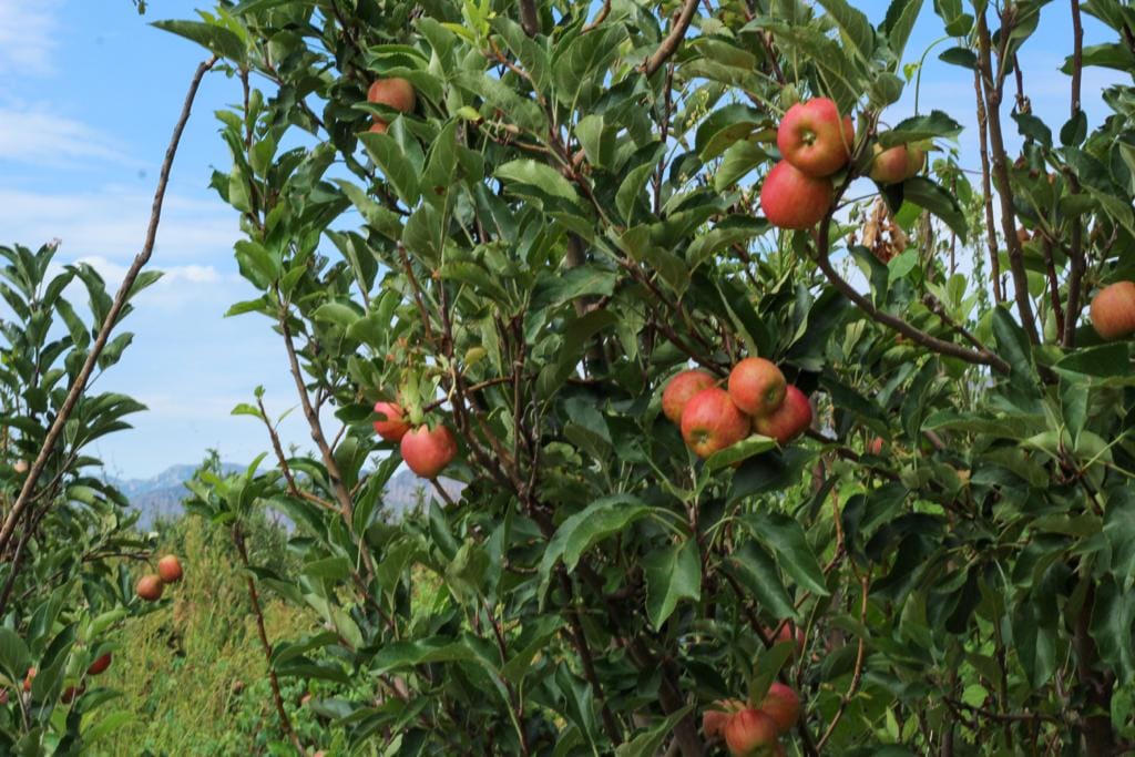 Durango, cuarto productor de manzana