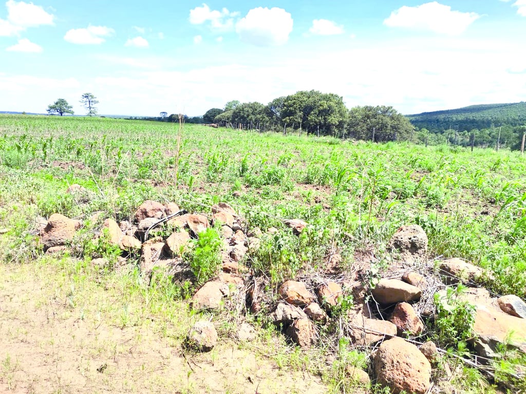 Daño. Tanto la agricultura, como la ganadería se han visto muy afectadas por la falta de lluvias.