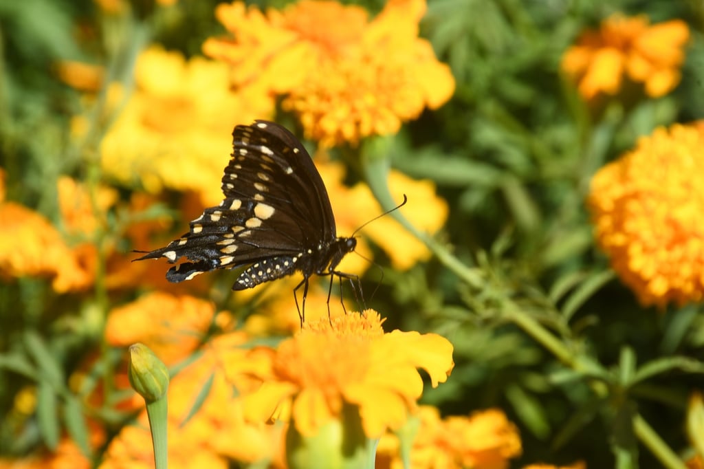 Durango, productor de la 'flor de vida, flor de los muertos': Cempasúchil