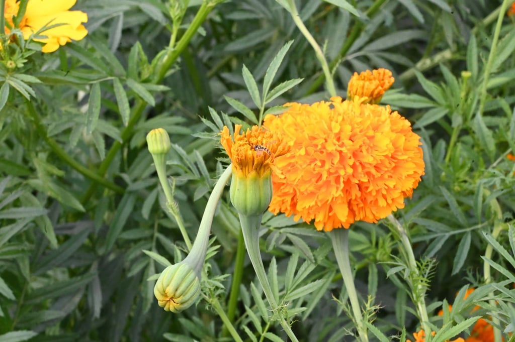 Cempohualxochit: flor de vida, flor de los muertos