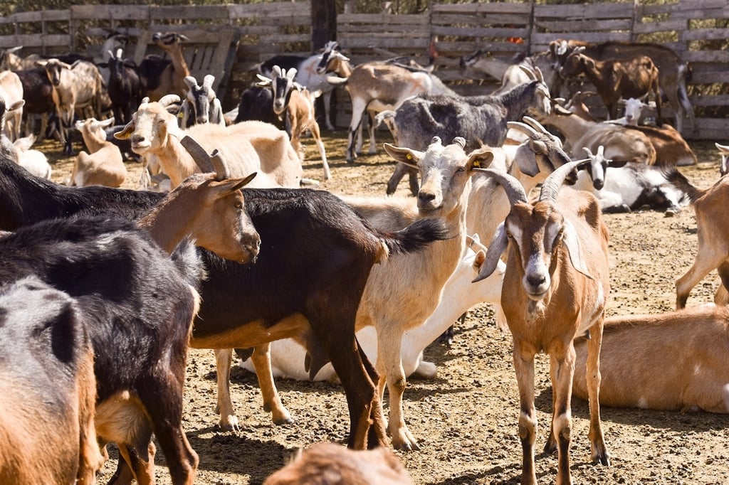 Alimentación. A diferencia de otros productos lácteos, la leche de caprino presenta un alto grado de digestibilidad.