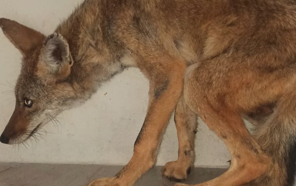 Capturan coyote en Gómez Palacio