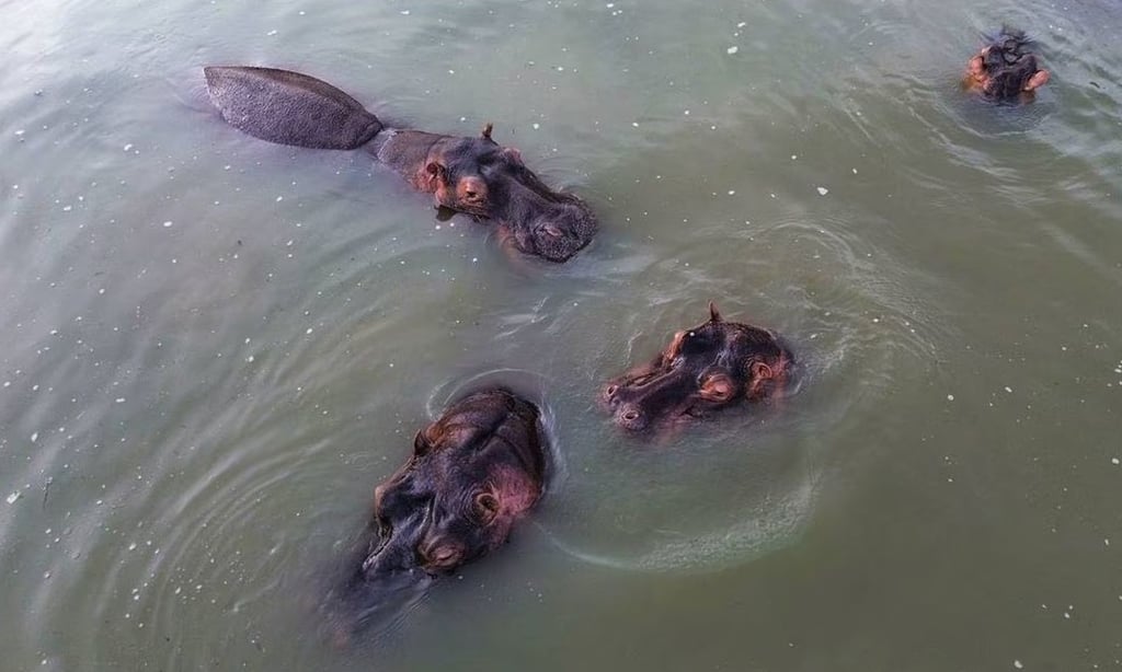 Colombia sacrificará a algunos hipopótamos que pertenecieron a Pablo Escobar