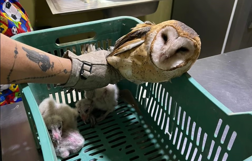 Rescatan a lechuza con severas huellas de maltrato en Gómez Palacio; cuidaba a sus crías