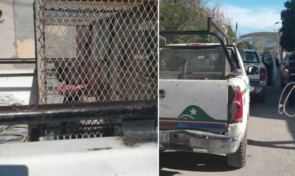 Entregan a dueña el perro que provocó la muerte de un niña en Gómez Palacio