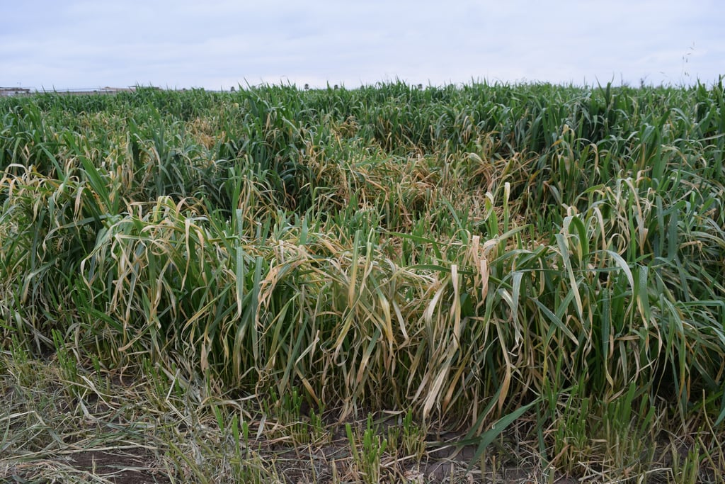 Durango destaca en cultivo de avena, sorgo y maíz