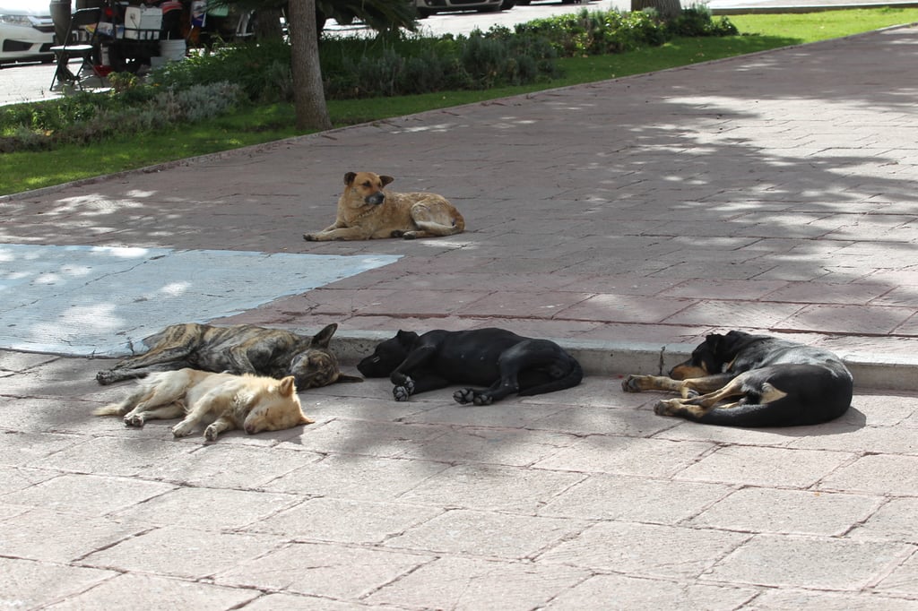 Objetivo. Se busca garantizar que los tutores de los animales de compañía y de criaderos que manejan animales cumplan con sus obligaciones.