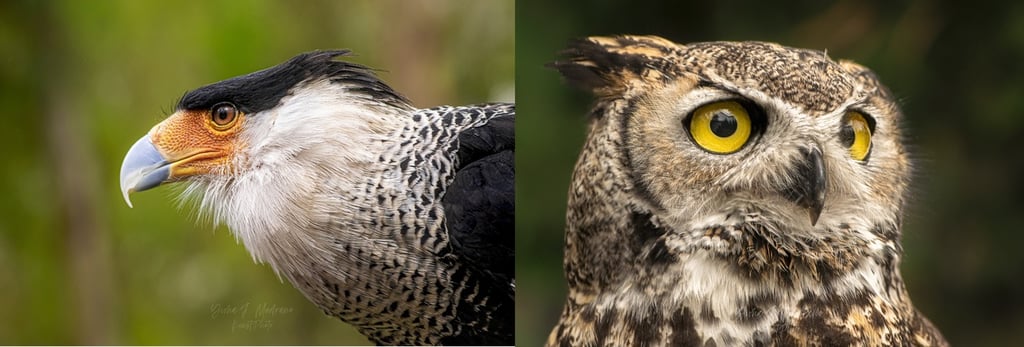 Rostro del reino animal