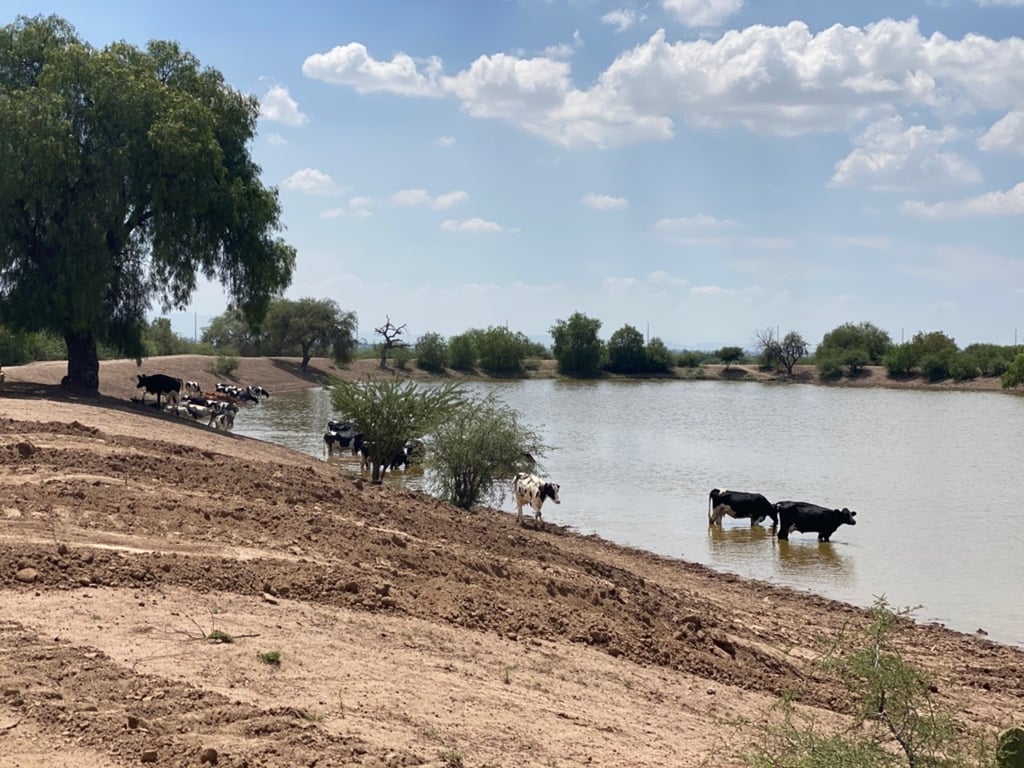 Sequía. Las lluvias de los últimos días no lograron recuperar los bordos de abrevadero.