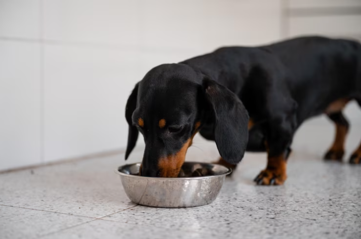 Un error, dejar comida del perro todo el día en su plato: FDA