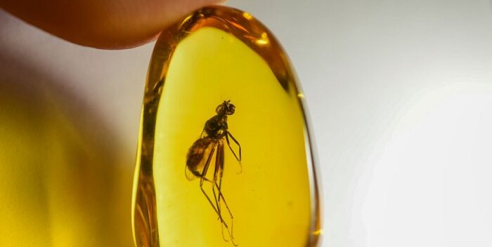 El hallazgo no solo es curioso por su antigüedad, sino porque actualmente los machos no son hematófagos.