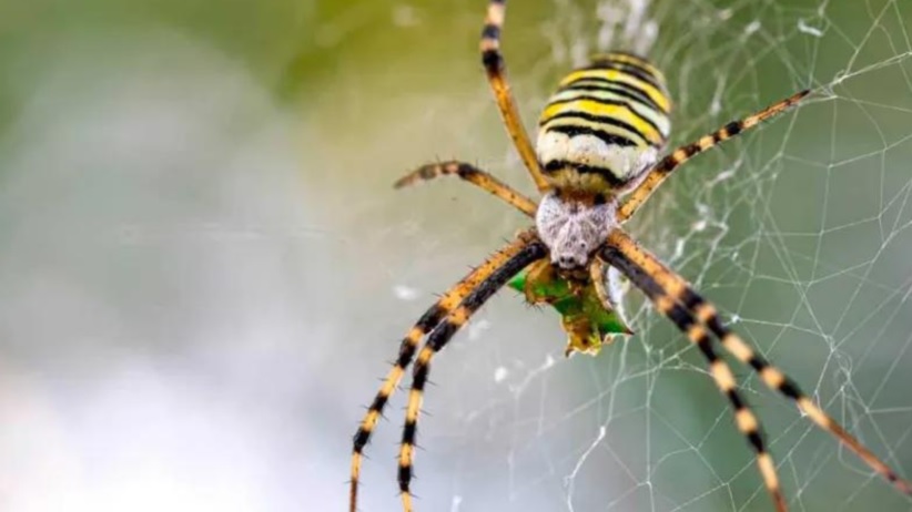 La mayoría se encontraron en espacios protegidos, como agujeros profundos al nivel del suelo, túneles debajo de las carreteras, en lo profundo de grandes matas de pasto o en espesos musgos.