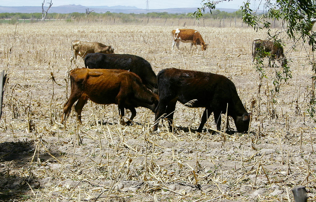 Robo de ganado registra su cifra más baja en Durango; suman 54